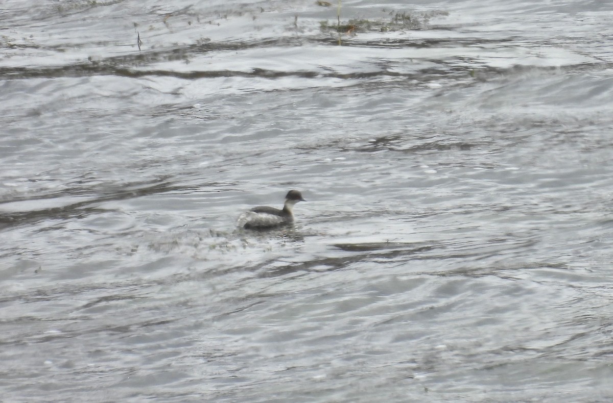 Grèbe aux belles joues - ML646254896