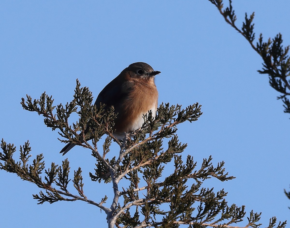 Merlebleu de l'Est - ML646254897
