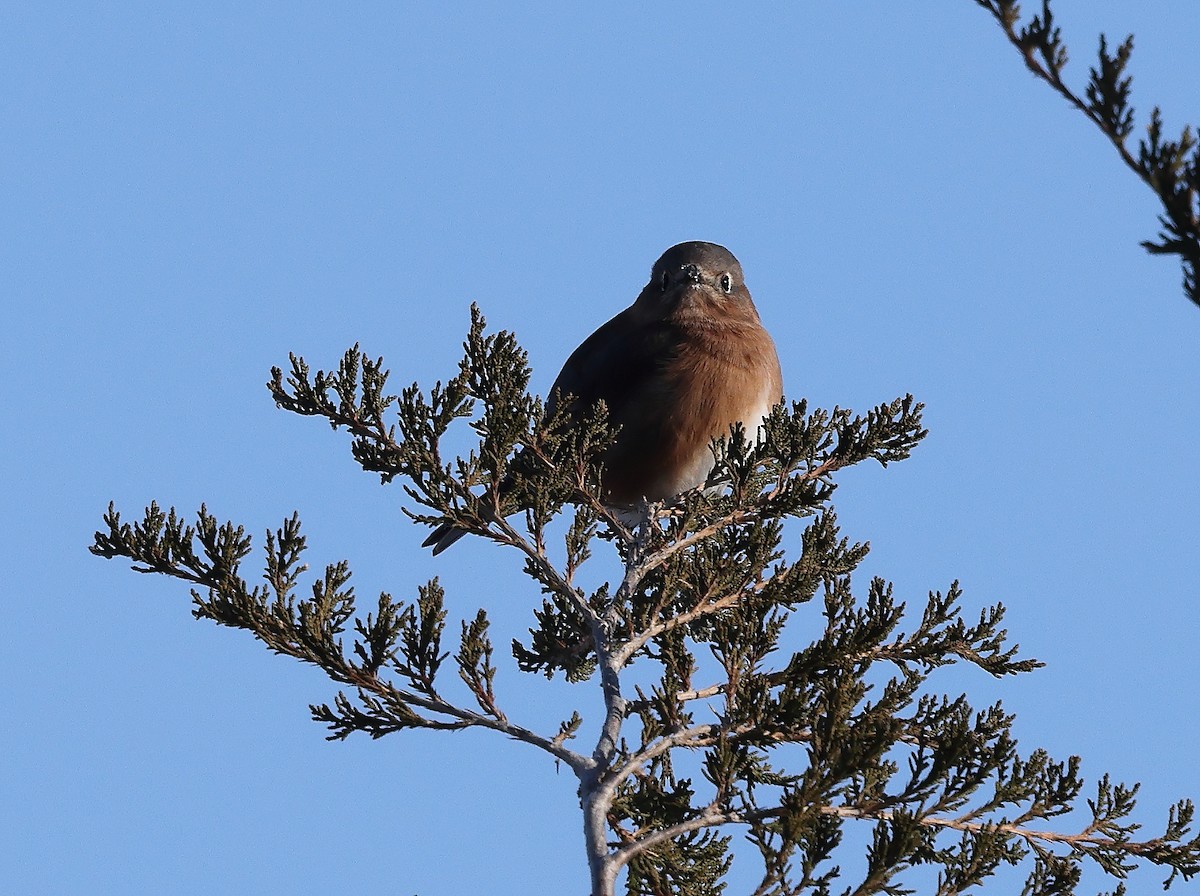 Merlebleu de l'Est - ML646254898