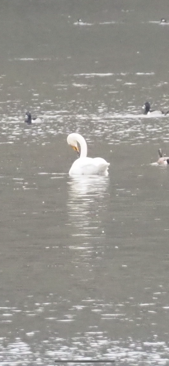 Whooper Swan - ML646254899