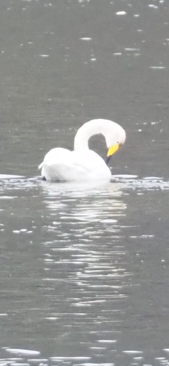 Whooper Swan - ML646254900