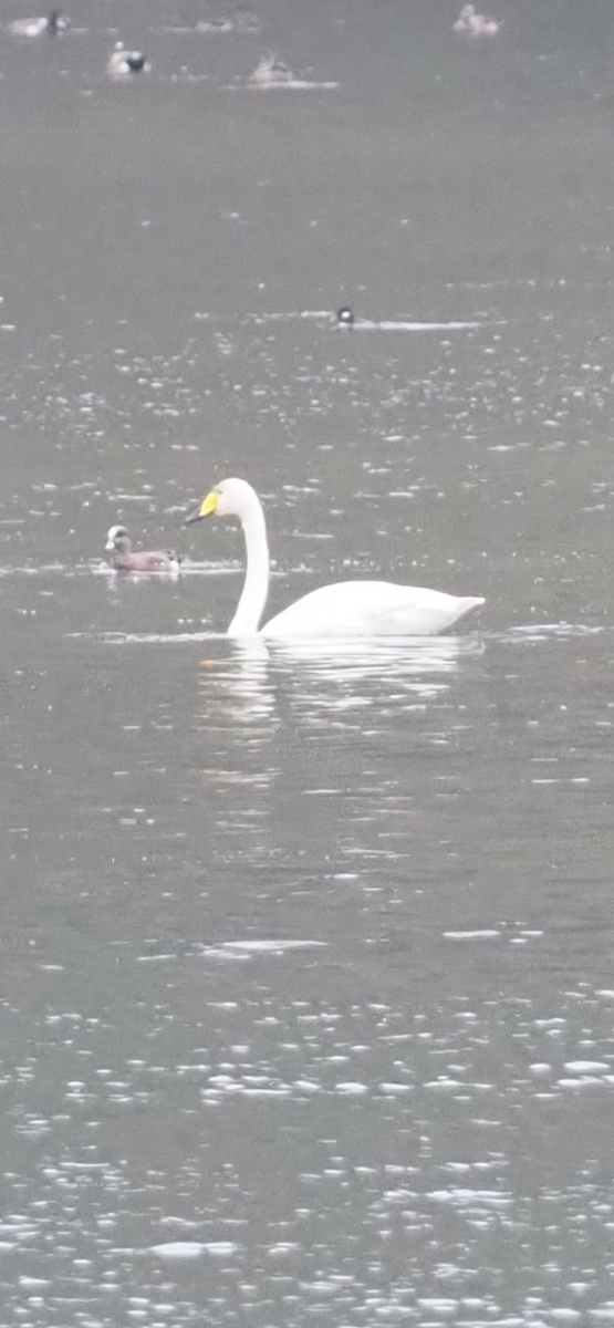 Whooper Swan - ML646254901