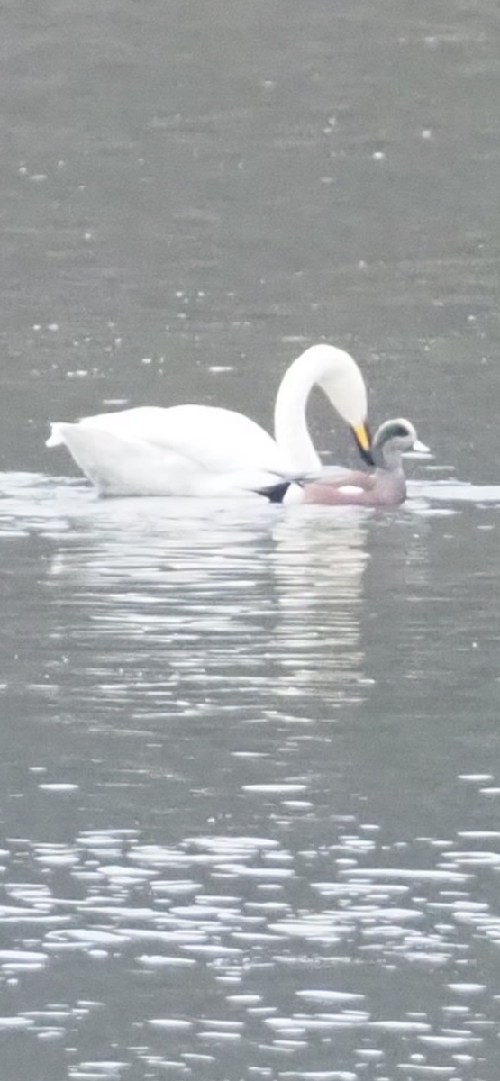Whooper Swan - ML646254902