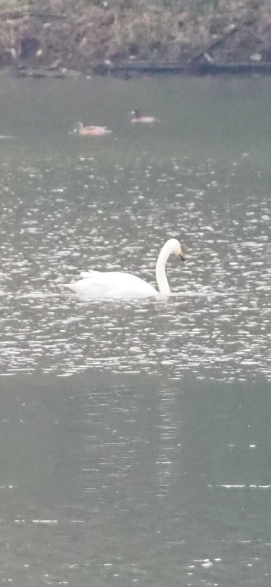 Whooper Swan - ML646254903