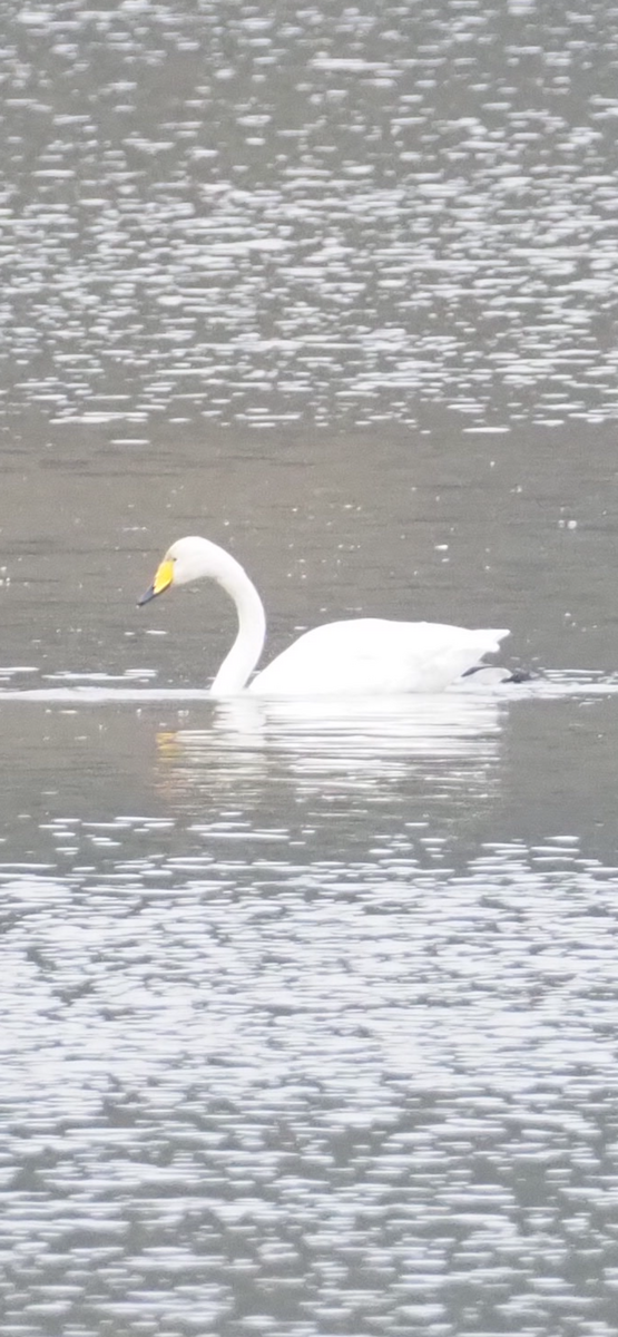 Whooper Swan - ML646254904