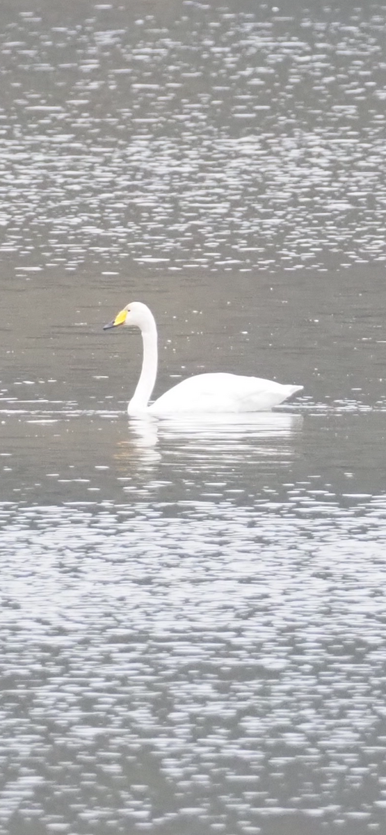 Whooper Swan - ML646254905