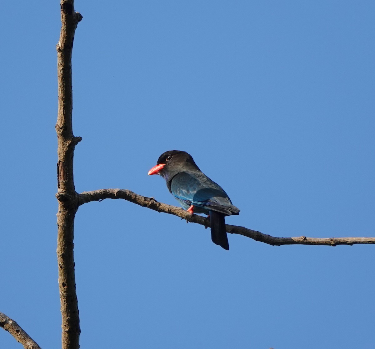 Rolle oriental - ML646254906