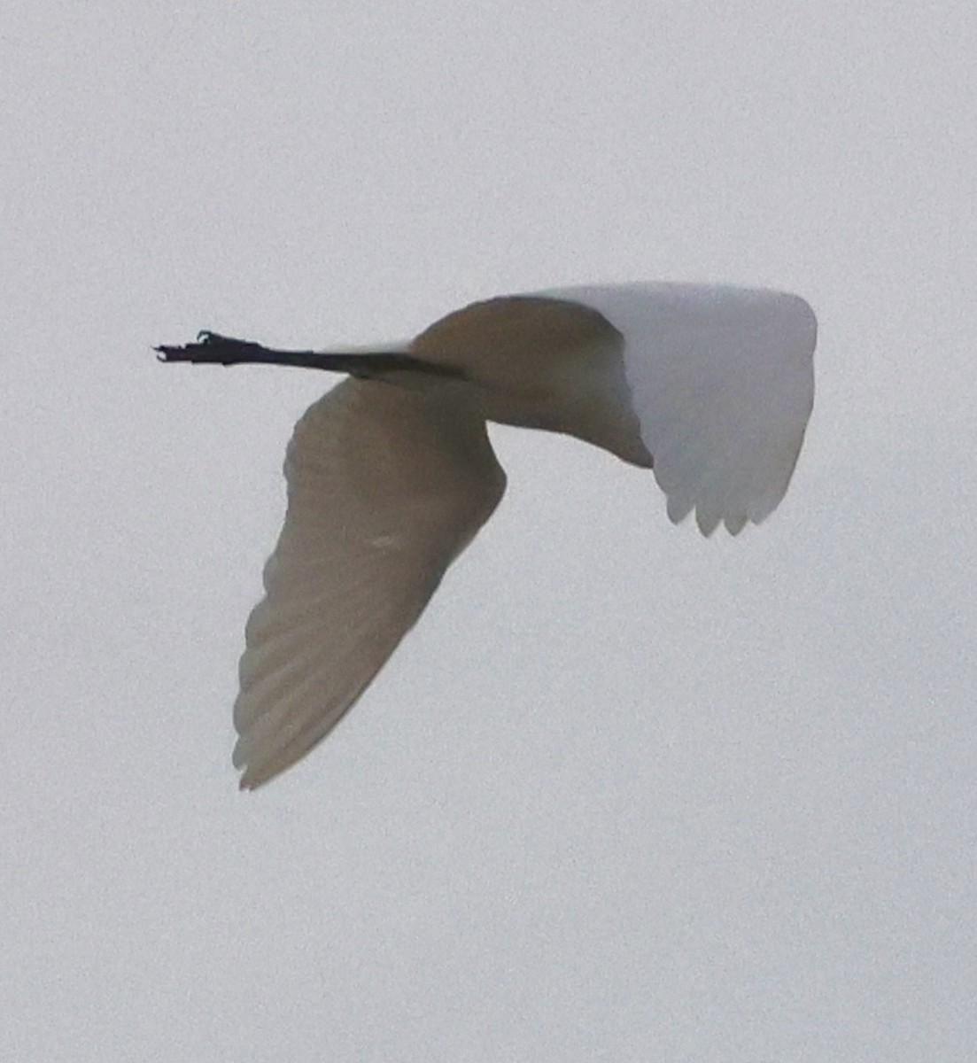 Grande Aigrette - ML646254908