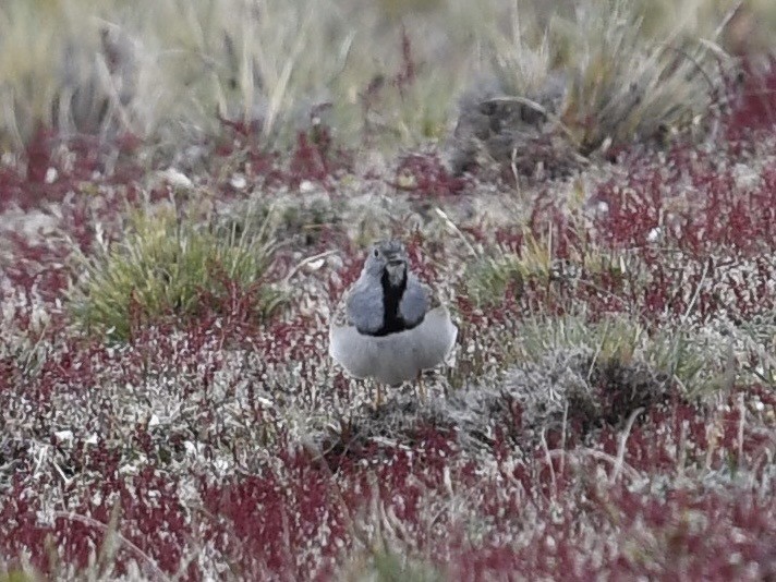 Thinocore de Patagonie - ML646254909