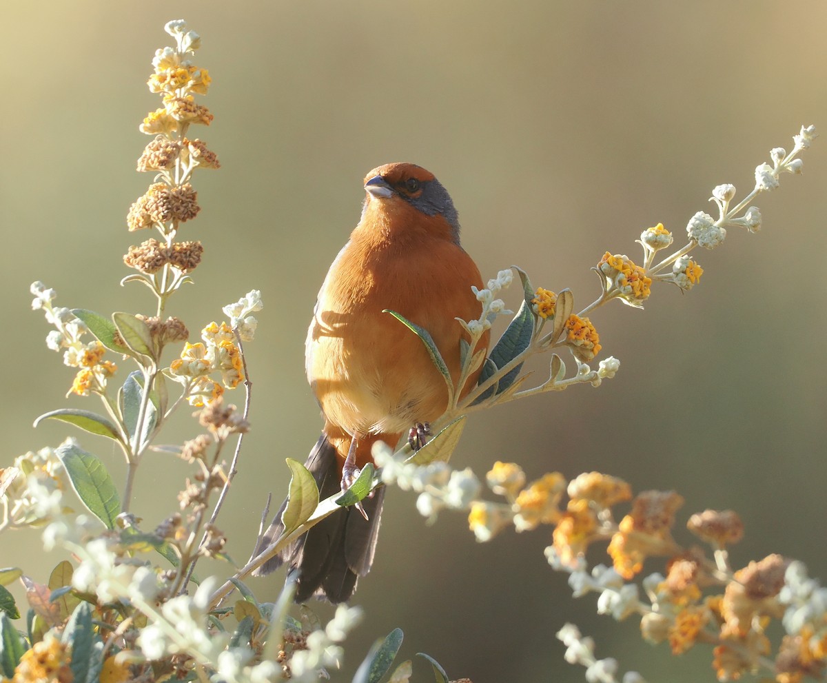 Chipiu de Cochabamba - ML646254910