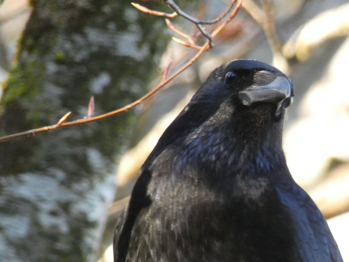 Corneille noire - ML646254911