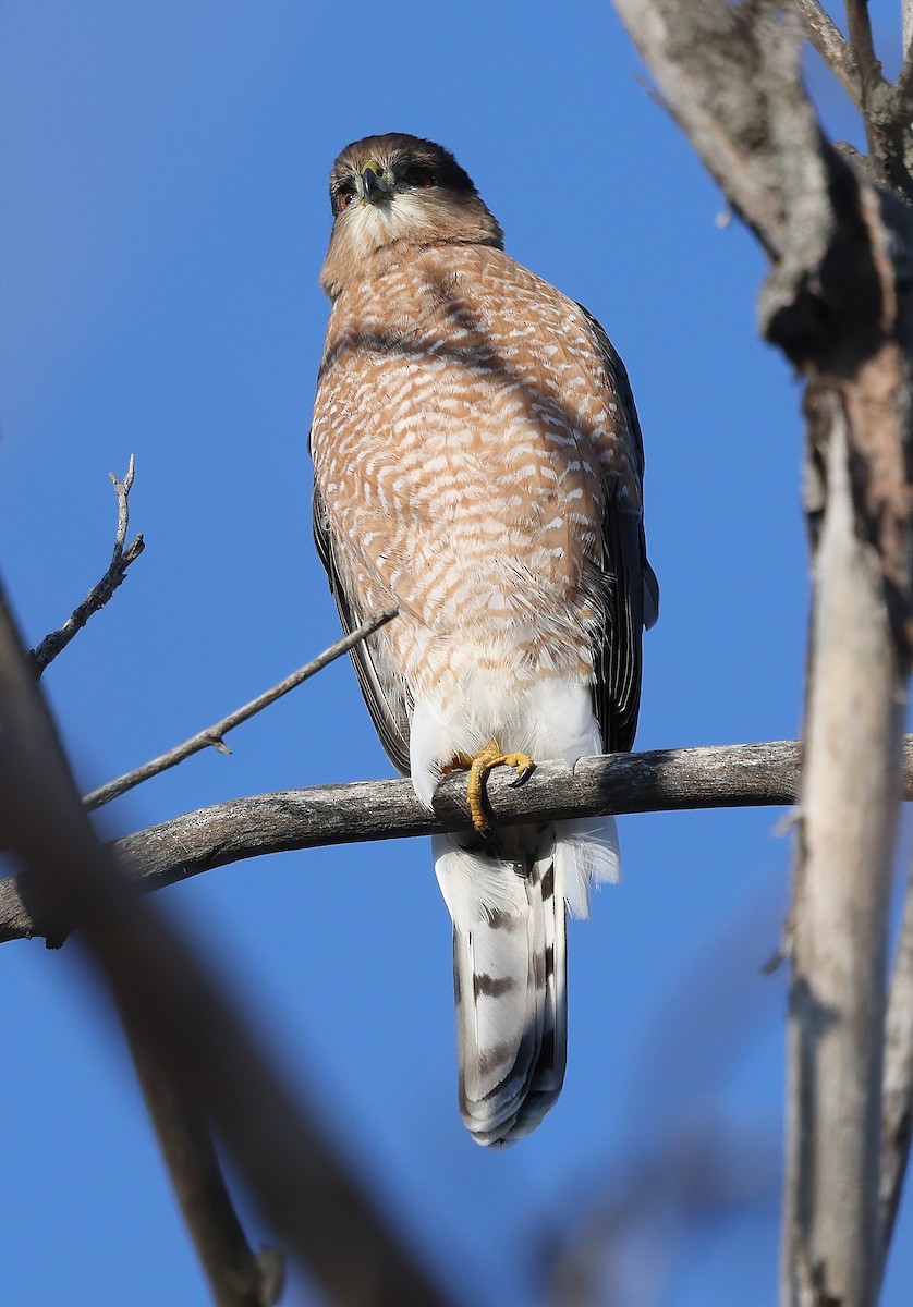 Épervier de Cooper - ML646254912