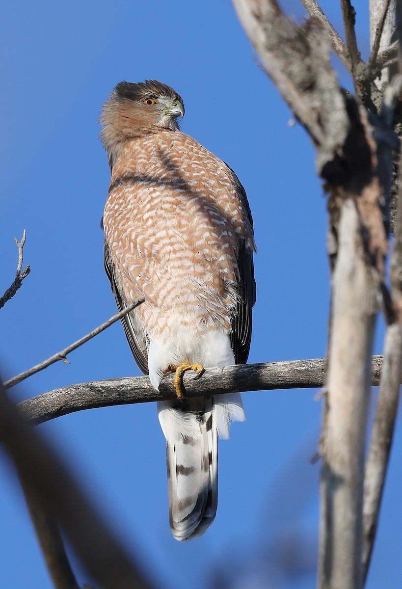 Épervier de Cooper - ML646254913