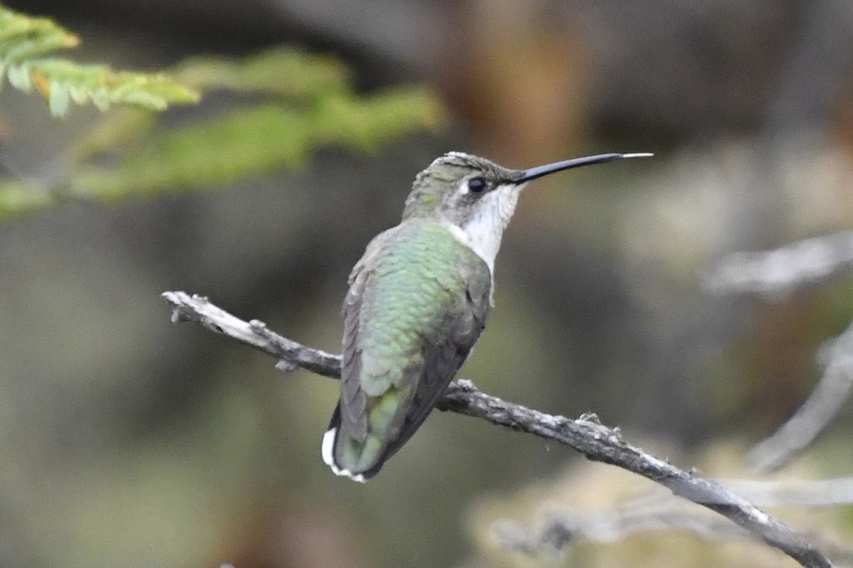 Colibri à gorge rubis - ML646254916