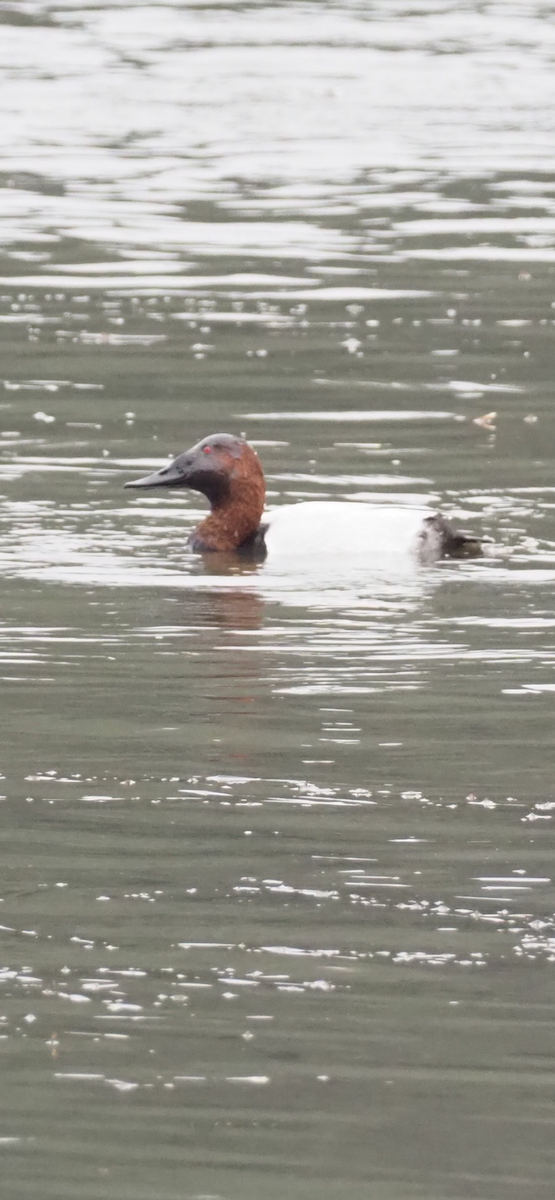 Canvasback - ML646254919