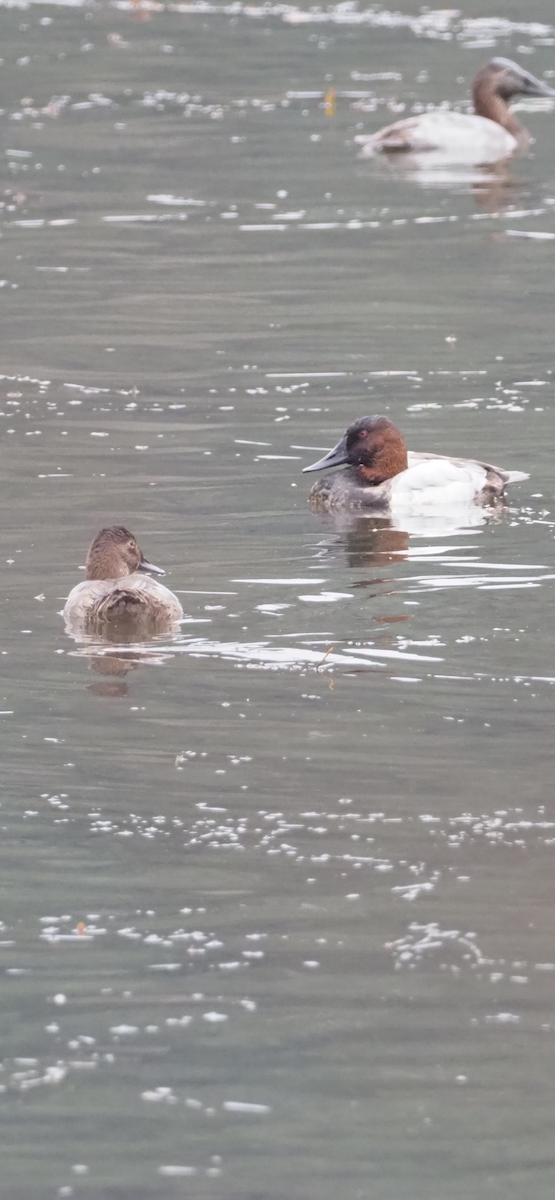 Canvasback - ML646254920