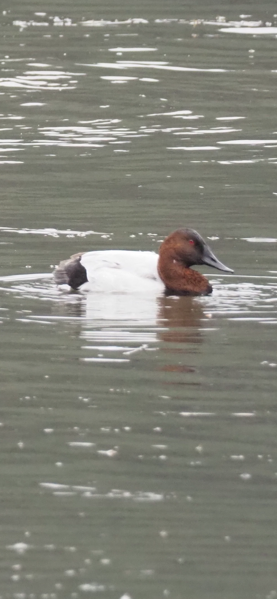 Canvasback - ML646254921