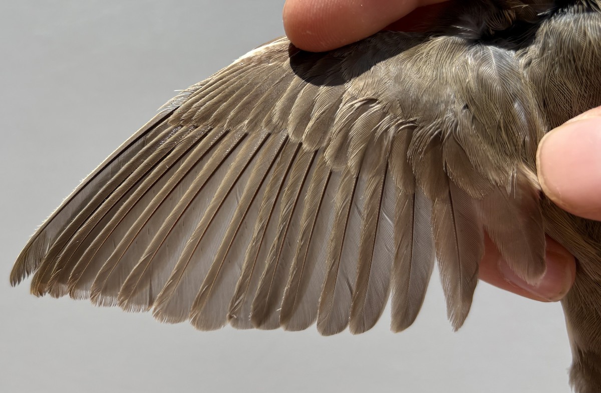 Fauvette des jardins - ML646254922