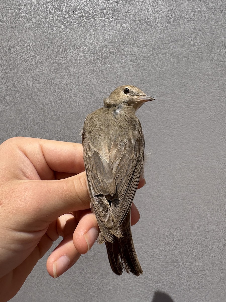 Fauvette des jardins - ML646254923