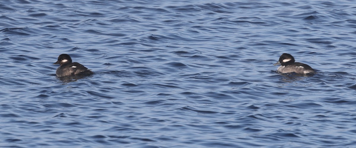 Bufflehead - ML646254926