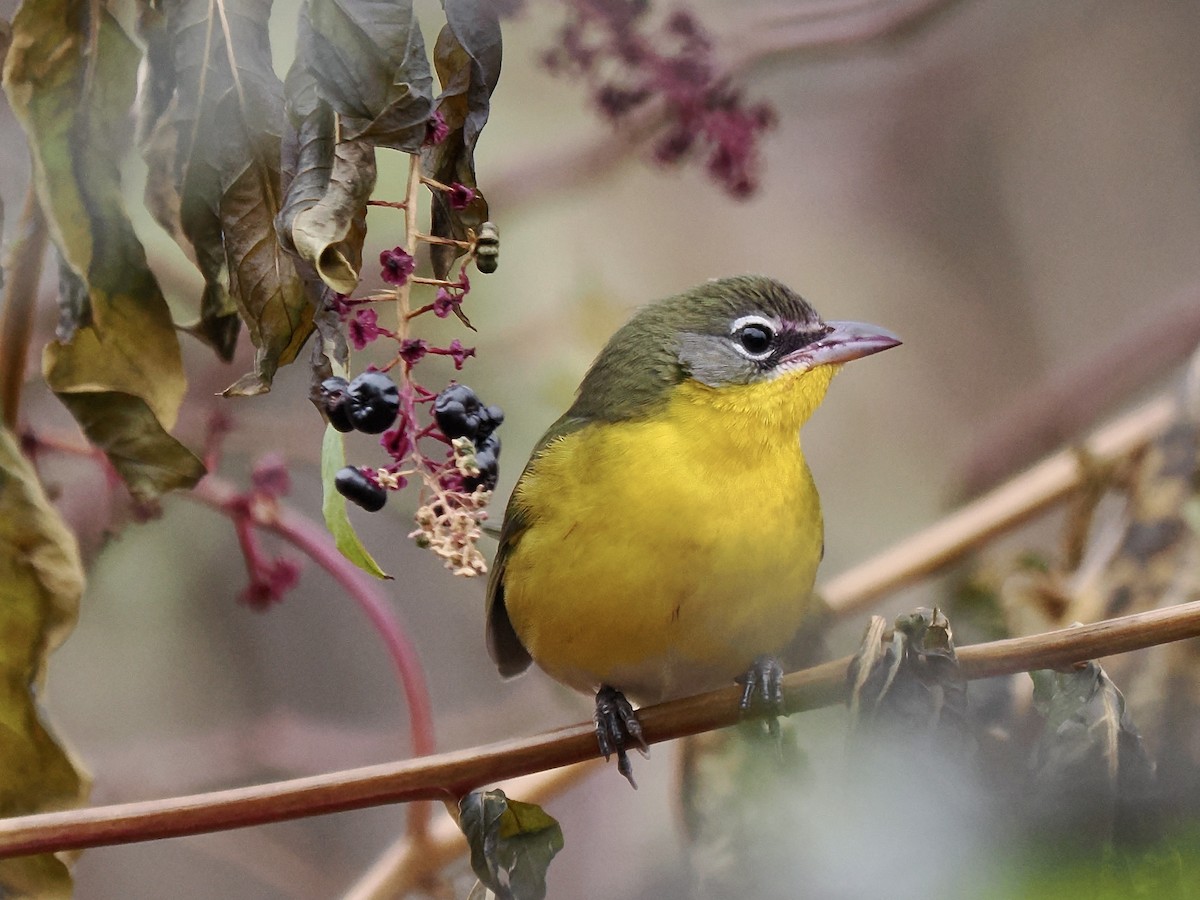 lesníček žlutoprsý - ML646254937