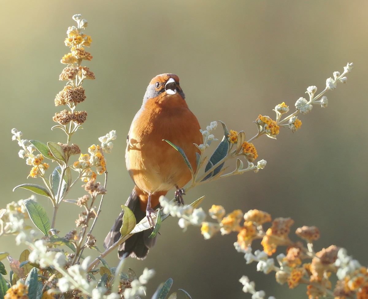 Cochabamba Mountain Finch - ML646254939