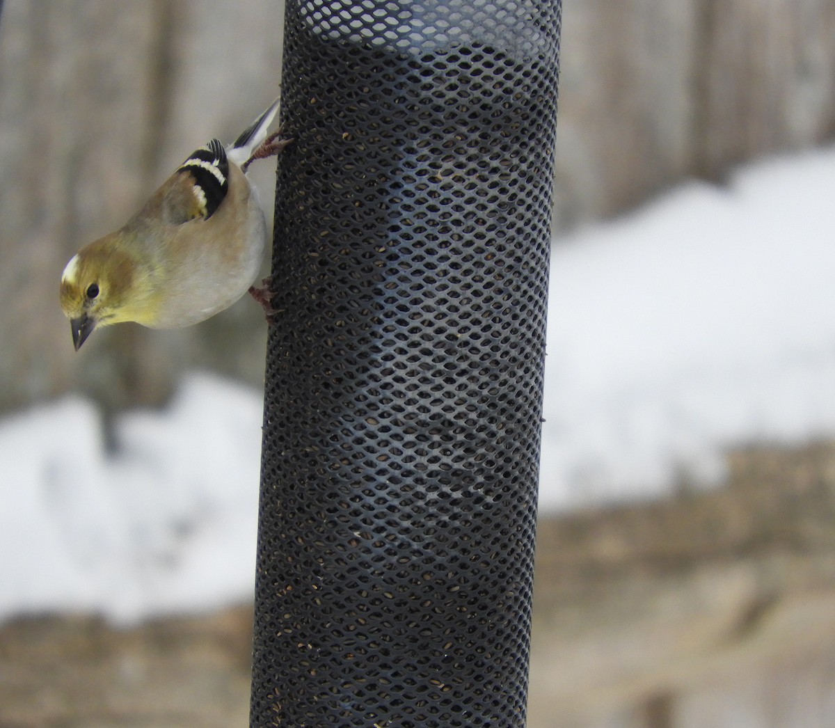 American Goldfinch - ML646254944