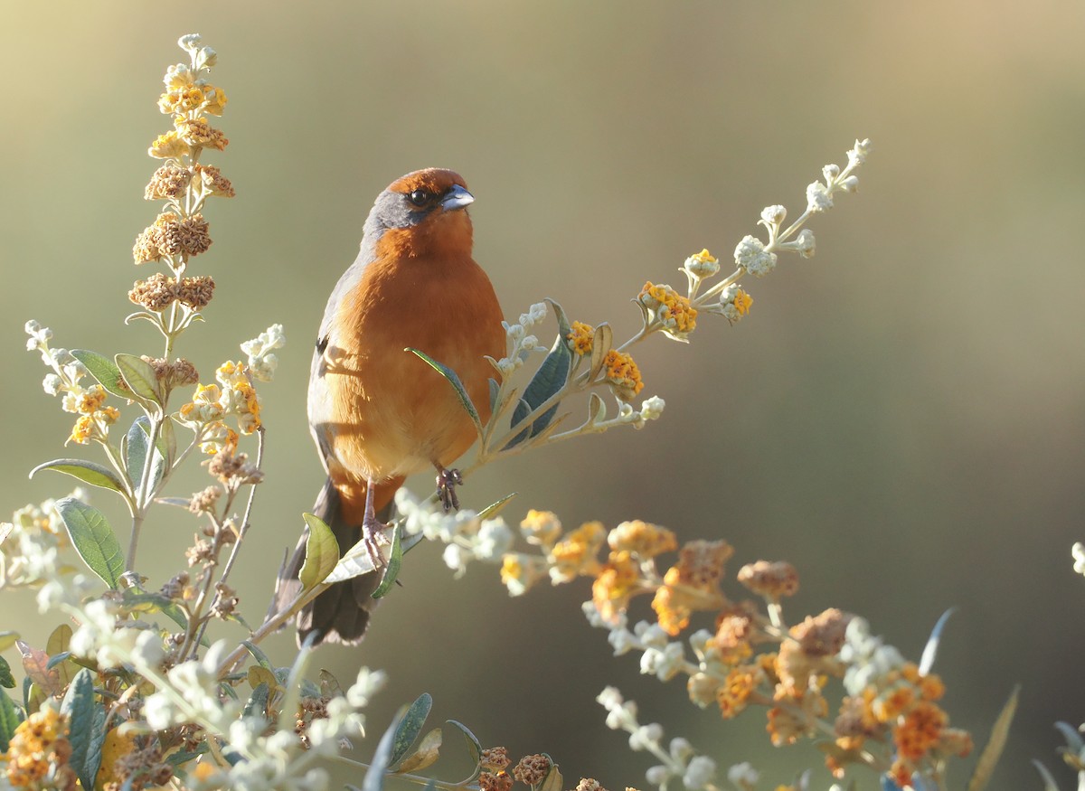 Cochabamba Mountain Finch - ML646254948