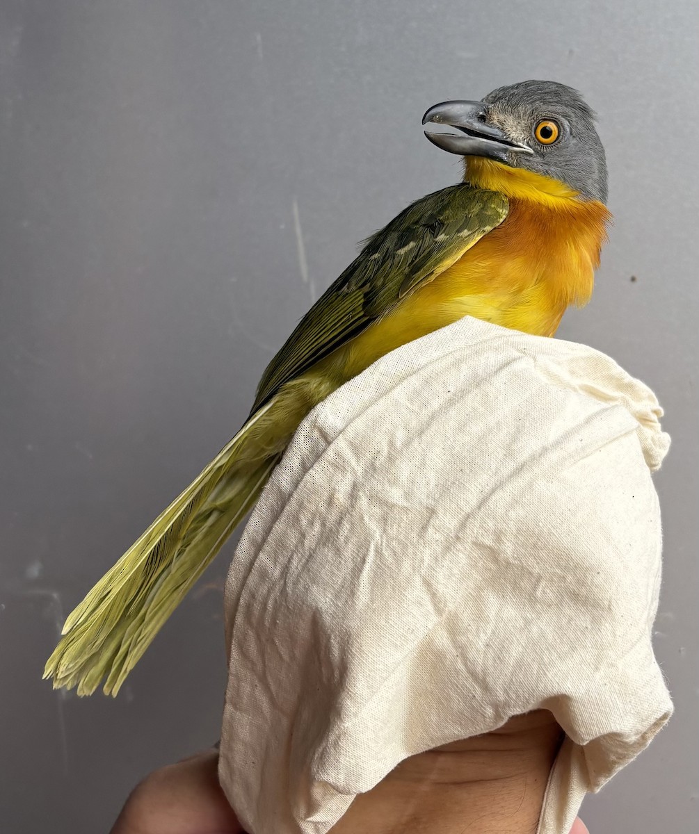 Gray-headed Bushshrike - ML646254949