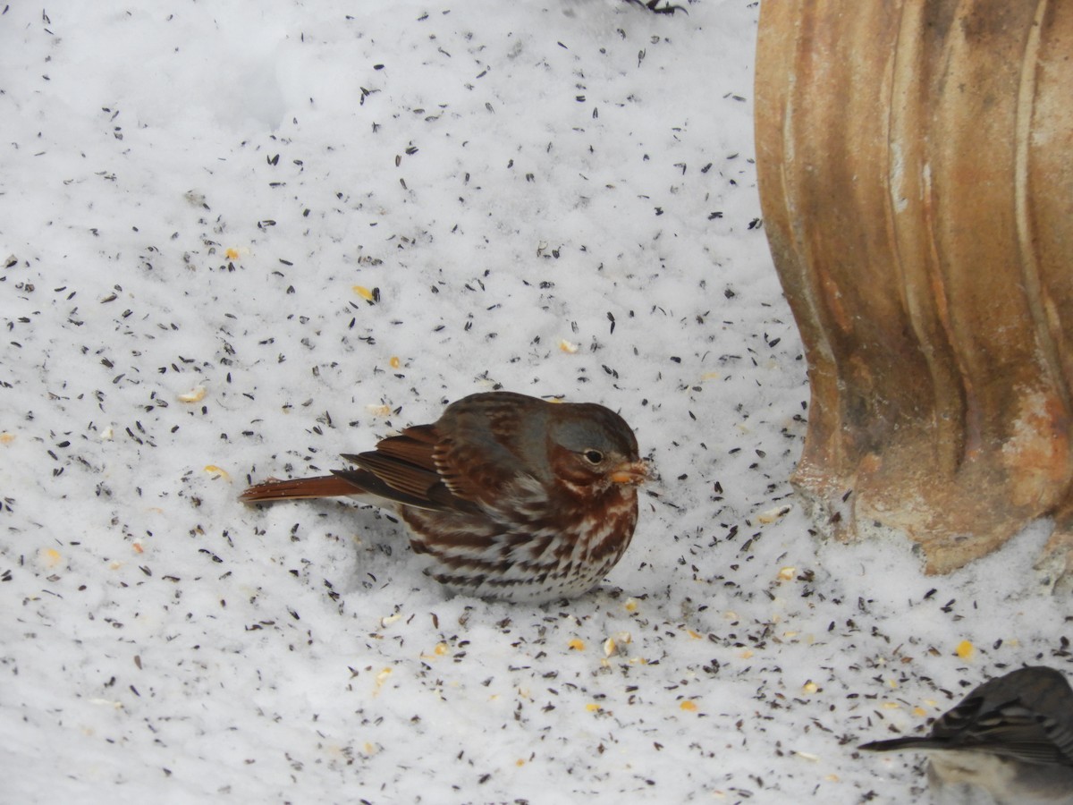 גיבתונית חומת-זנב - ML646254950
