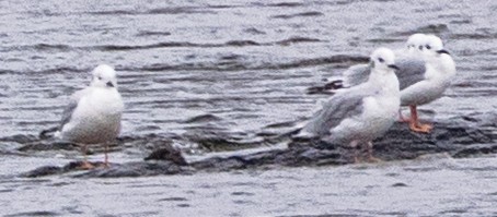 Bonaparte's Gull - ML646254955