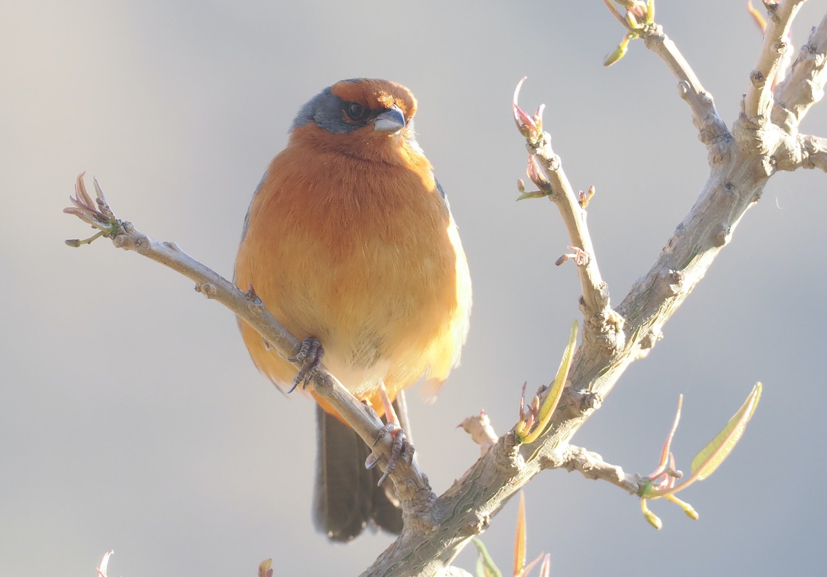 Cochabamba Mountain Finch - ML646254979