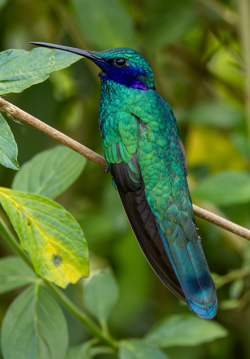 Colibrí Rutilante - ML646254986