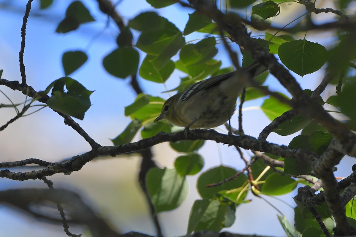 Kestane Gerdanlı Ötleğen - ML646254987