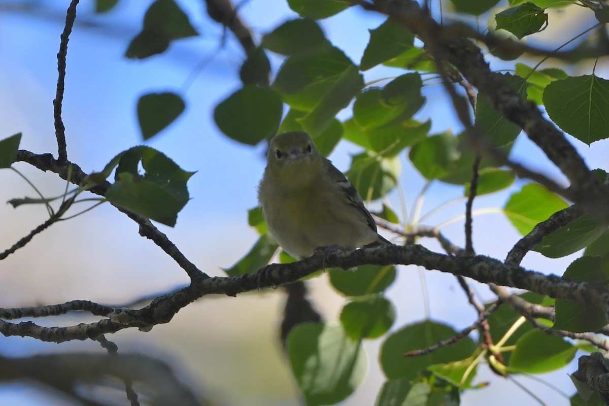Kestane Gerdanlı Ötleğen - ML646254988