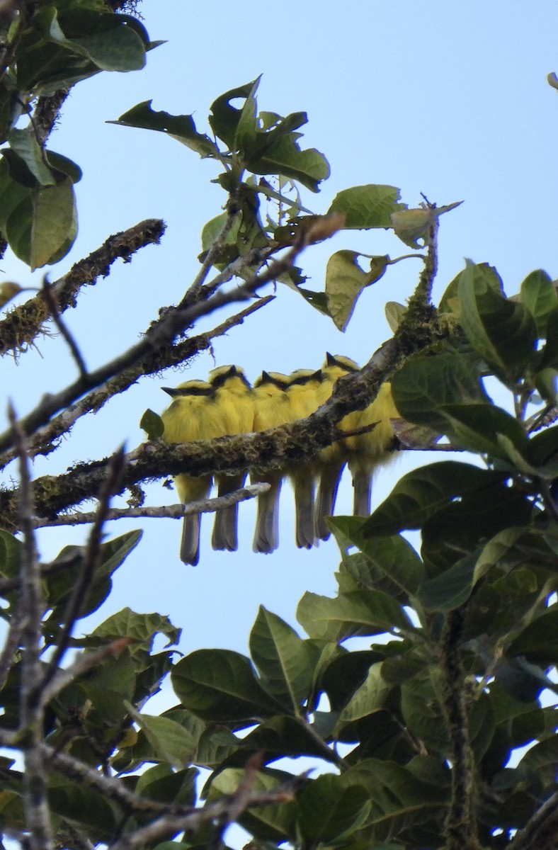 Bienteveo Cejiamarillo - ML646254991