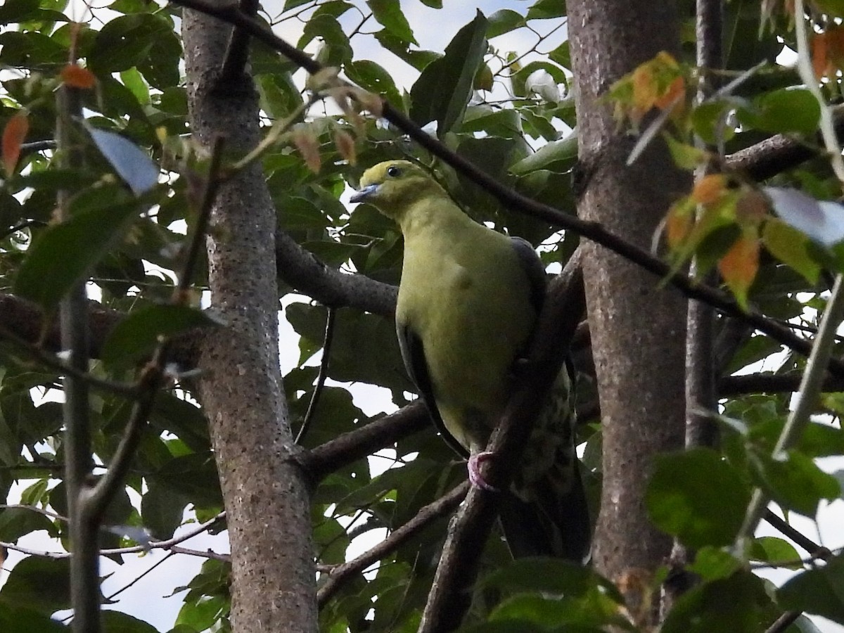 Kama Kuyruklu Yeşil Güvercin - ML646254993