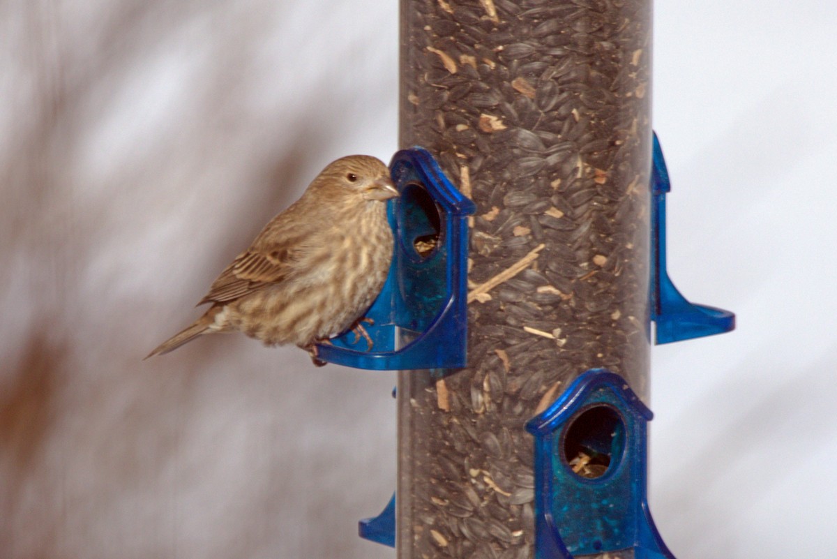 House Finch - ML646254994