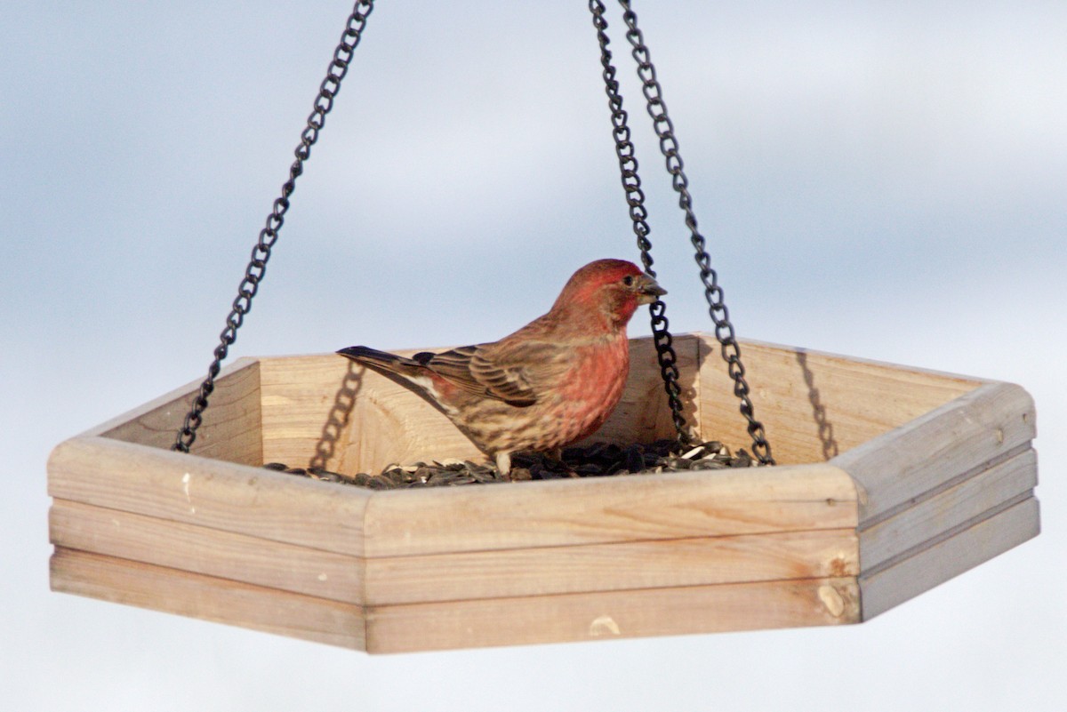 House Finch - ML646254995