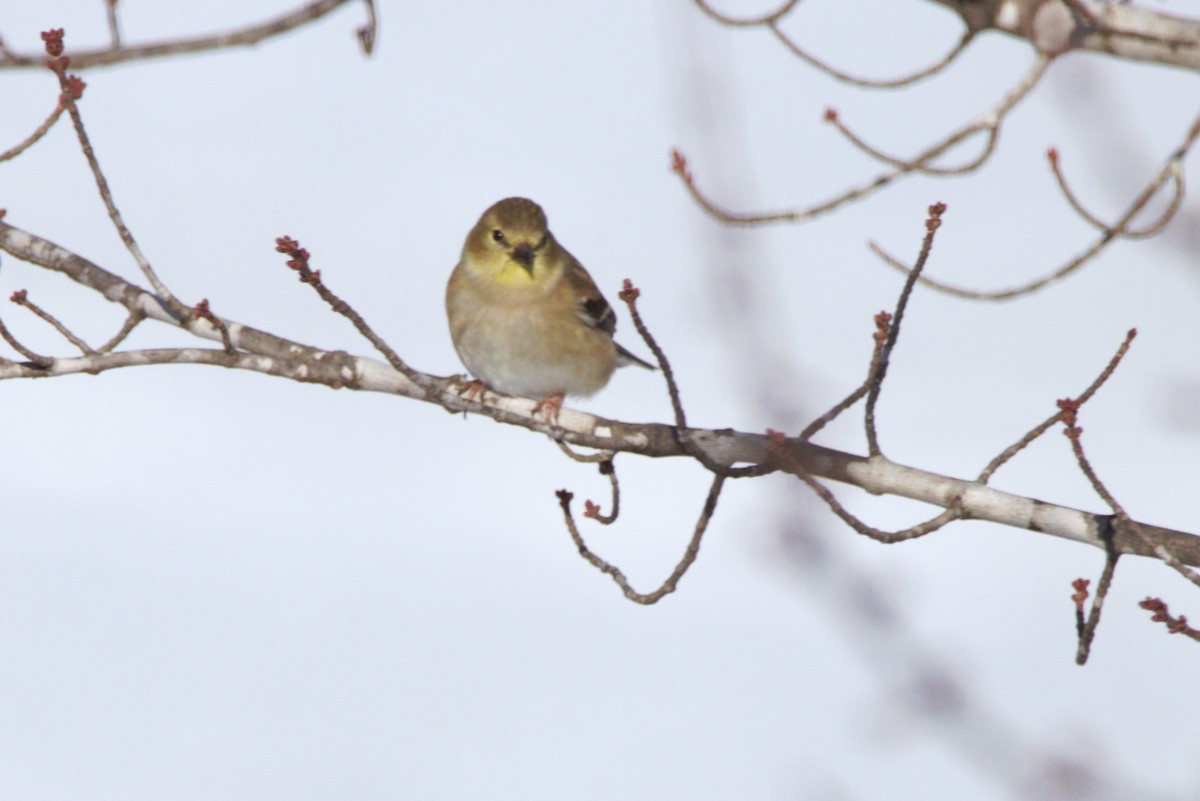 American Goldfinch - ML646255002