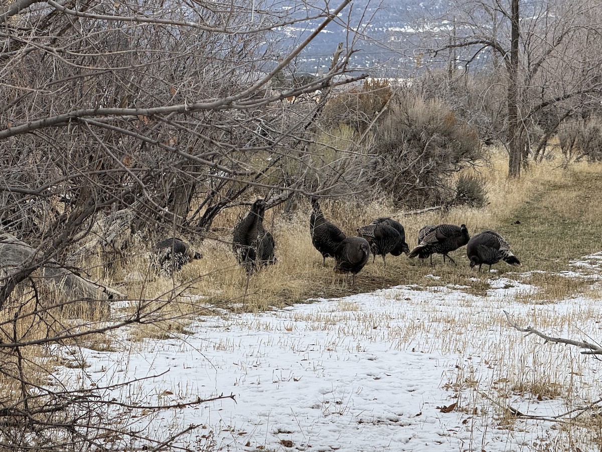 Guajolote Gallipavo - ML646255003