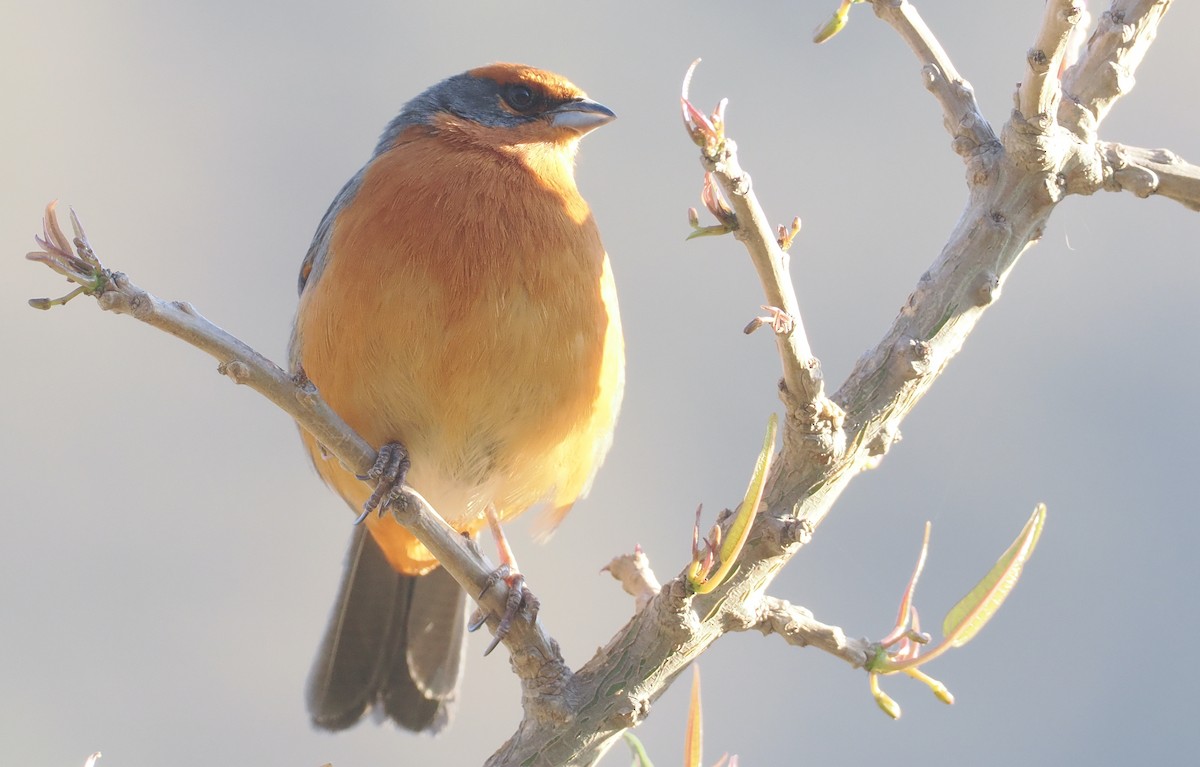 Cochabamba Mountain Finch - ML646255011