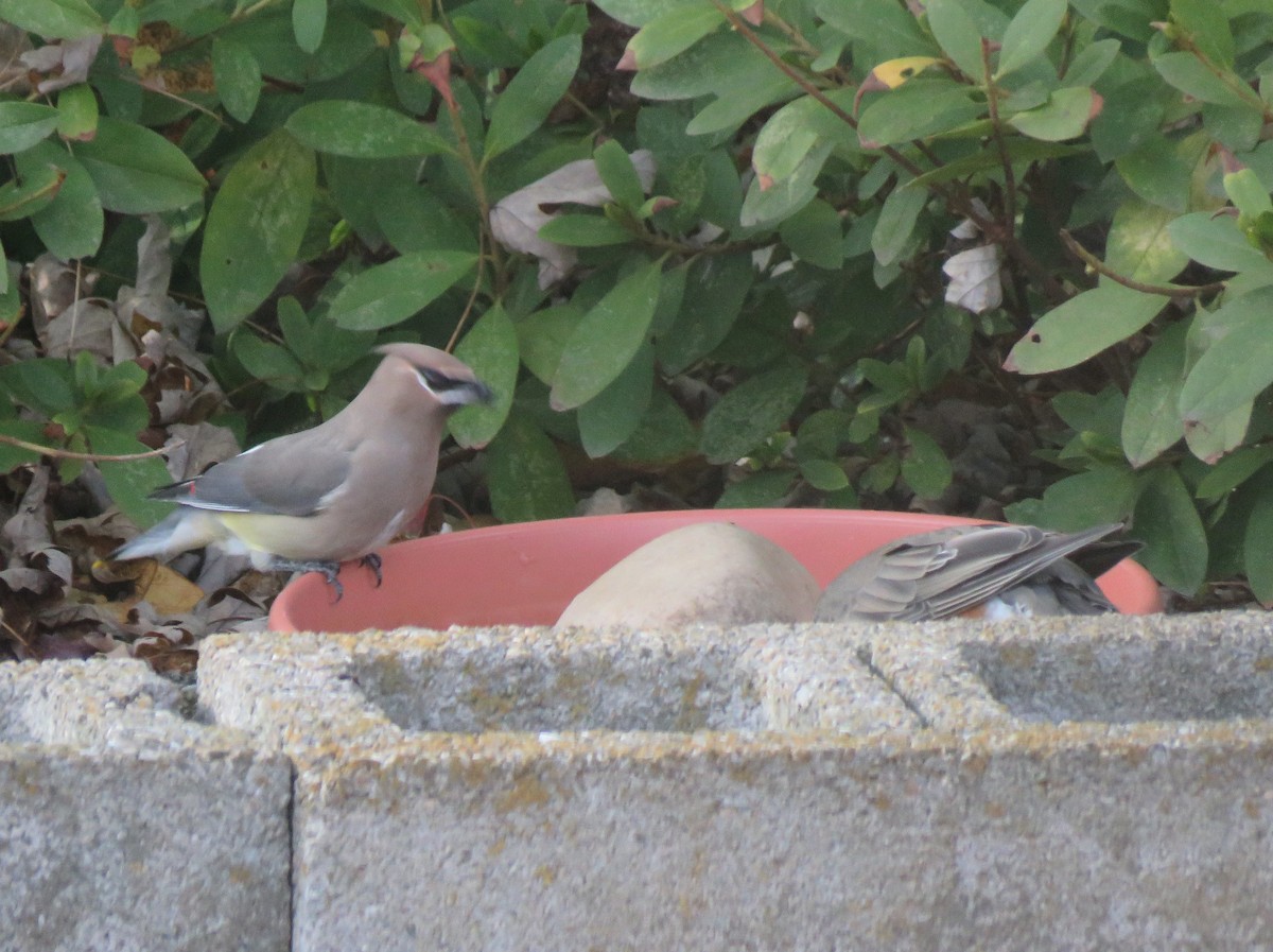 Cedar Waxwing - ML646255020
