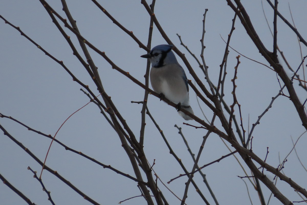 Blue Jay - ML646255022