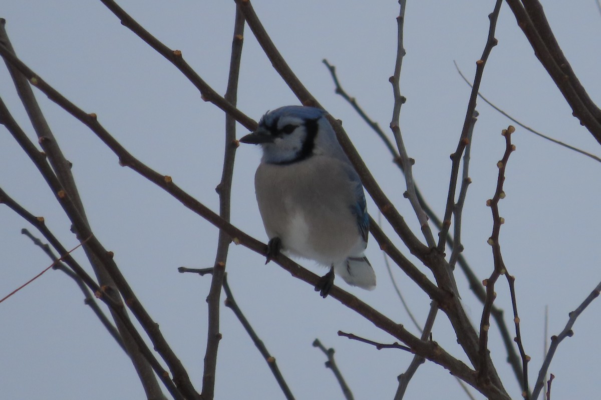 Blue Jay - ML646255030