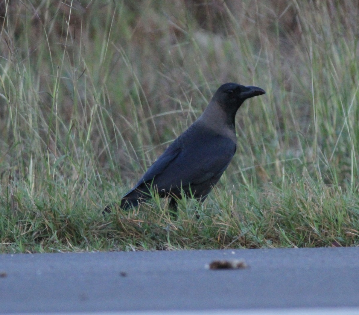 House Crow - ML646255054
