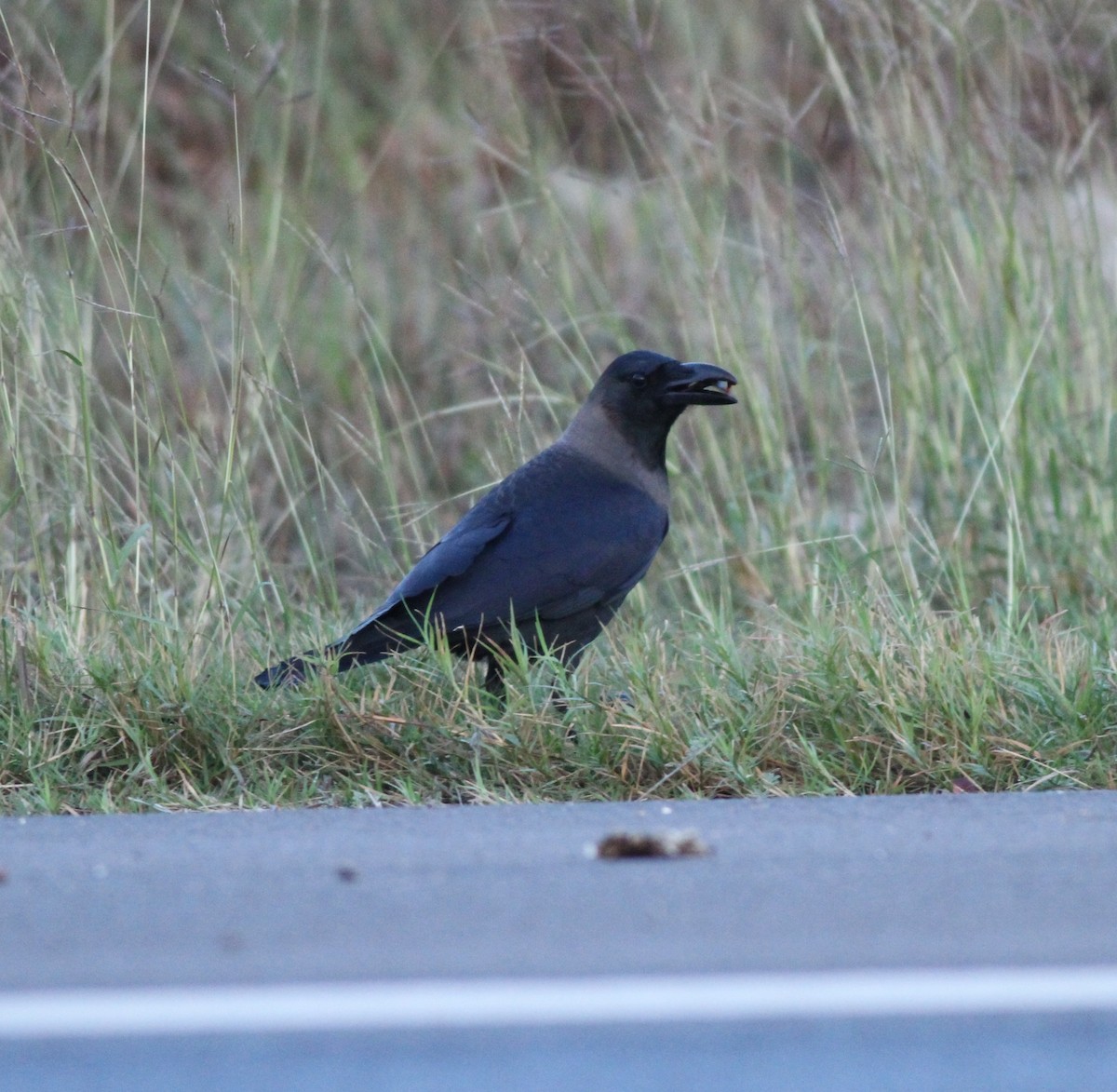 House Crow - ML646255057