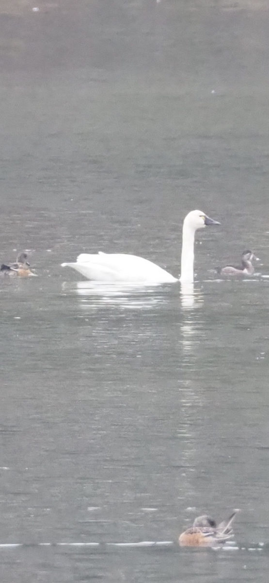 Tundra Swan - ML646255060