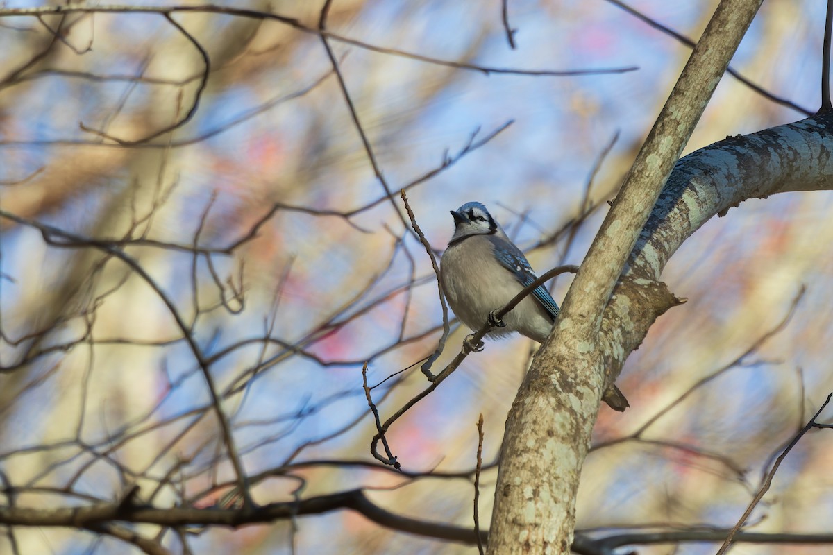 Chara Azul - ML646255064