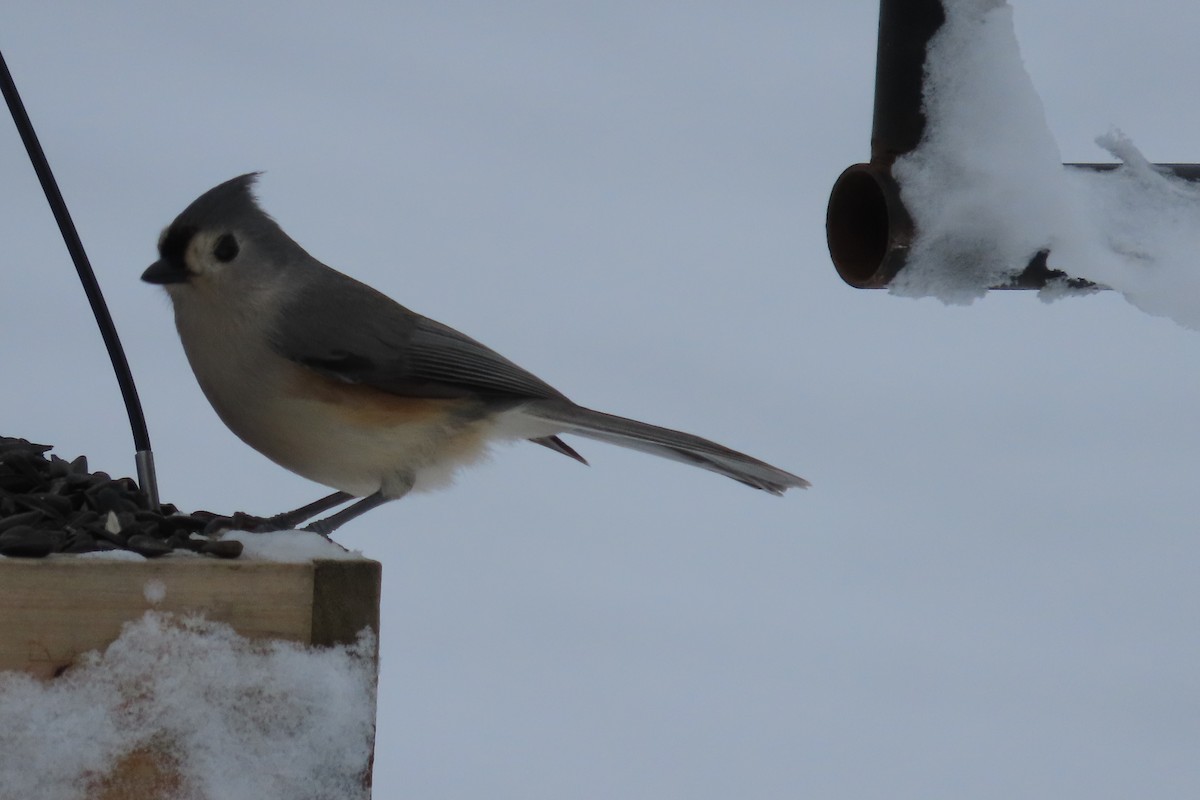 Herrerillo Bicolor - ML646255066
